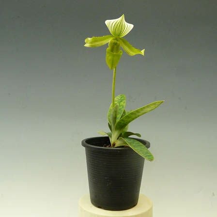 【花なし株】 パフィオペディラム ニグリタム アルバム ‘エヌナカムラ No.2’ Paph.nigritum var. album ‘N.Nakamura No.2’ 原種 2.5号鉢 20cm 開花サイズ(BS)