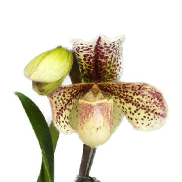 苗 パフィオペディラム 洋らん 洋蘭 原種 Paph. thaianum 開花株