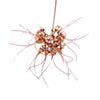 【花なし株】 バルボフィラム グラシリマム Bulb.gracillimum 原種 3号鉢 15cm 開花サイズ(BS)