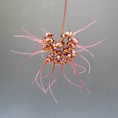 【花なし株】 バルボフィラム グラシリマム Bulb.gracillimum 原種 3号鉢 15cm 開花サイズ(BS)