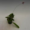 【花なし株】 バルボフィラム グラシリマム Bulb.gracillimum 原種 3号鉢 15cm 開花サイズ(BS)