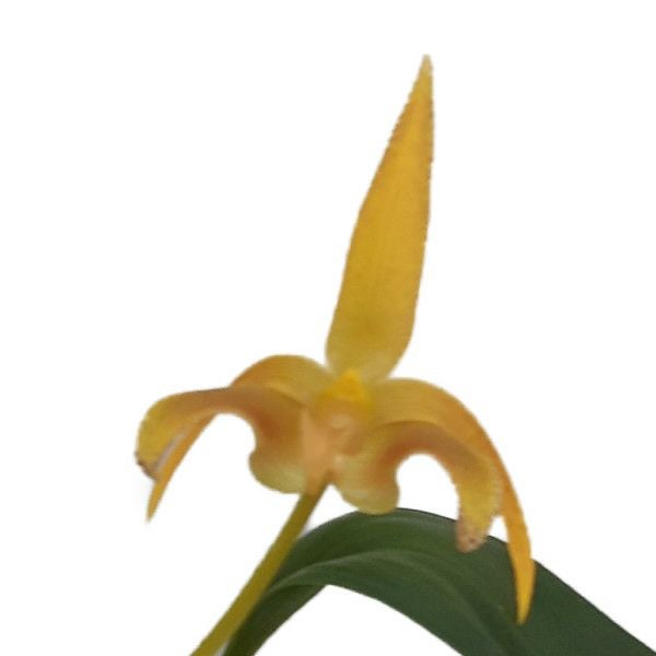 洋らん 洋蘭 原種 バルボフィラム Bulb. moniliforme Yahoo!オークション - 洋蘭原種 (983) 良株 Bulb. moniliforme バルボ
