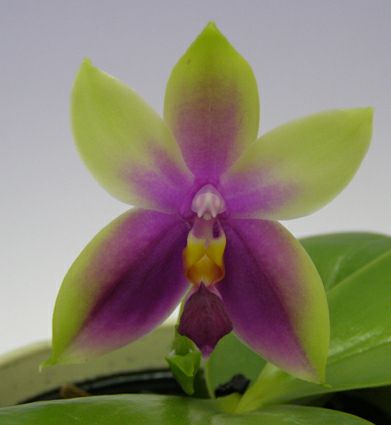花なし株】 ファレノプシス ビオラセア Phal.violacea (=Phal.bellina