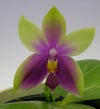 【花なし株】 ファレノプシス ビオラセア Phal.violacea (=Phal.bellina) 原種 芳香あり 2.5号鉢 25cm 開花サイズ(BS)