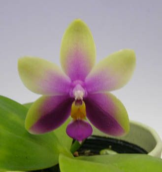 花なし株】 ファレノプシス ビオラセア Phal.violacea (=Phal.bellina