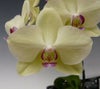 【花なし株】 ファレノプシス フォーチュンザルツマン Phal.Fortune Saltzman 交配種 3号鉢 25cm 開花サイズ(BS)