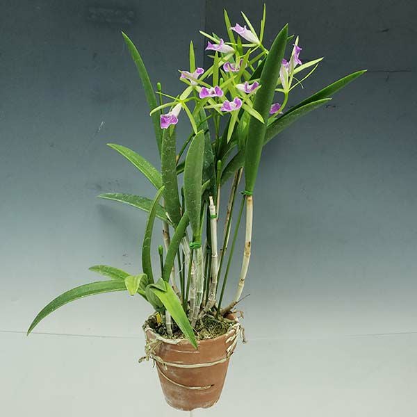 花なし株】 ブラソカトレア カーニバルキッズ 'グリーンジェム' Bc