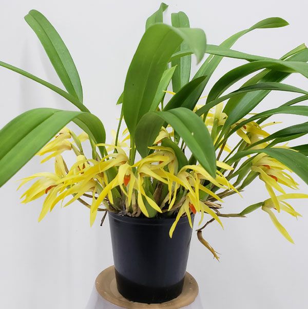 花なし株】 マキシラリア シェヘラルディー Max.scheheardii 原種 芳香