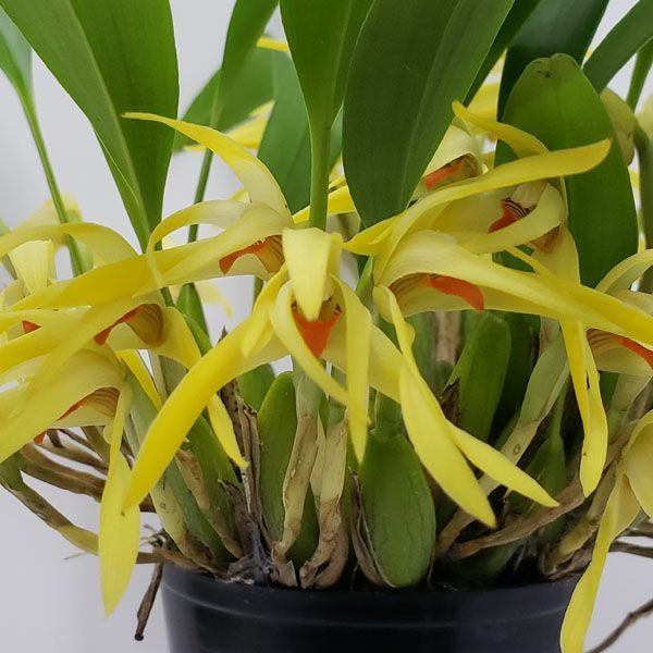 花なし株】 マキシラリア シェヘラルディー Max.scheheardii 原種 芳香