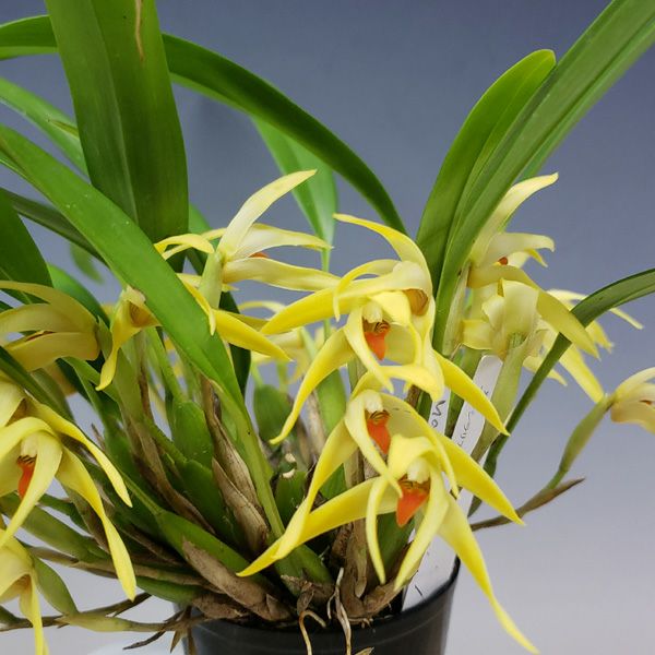 花なし株】 マキシラリア シェヘラルディー Max.scheheardii 原種 芳香