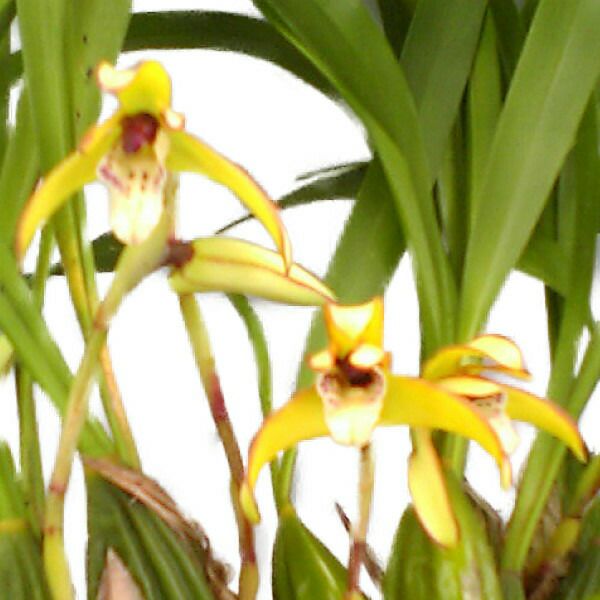 花なし株】 マキシラリア マージナータ Max.marginata 原種 芳香あり 3