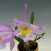 【花なし株】 リンコレリオカトレア キングハロルド Rlc.(Blc.)King Harold 交配種 芳香あり 3.5号鉢 30cm 開花サイズ(BS)
