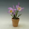 【花なし株】 リンコレリオカトレア キングハロルド Rlc.(Blc.)King Harold 交配種 芳香あり 3.5号鉢 30cm 開花サイズ(BS)