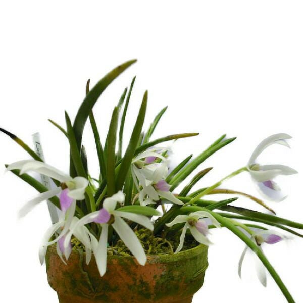 【花なし株】 レプトテス ビカラー ‘ハマナ’ Lpts.bicolor ‘Hamana’ BM/JOGA 原種 2.5号鉢 15cm 開花サイズ(BS)