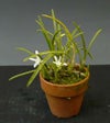 【花なし株】 レリア ルンディー アルバ ‘コチア’ L.lundii var. alba ‘Cotia’ 原種