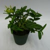 【花なし株】 エピデンドラム ペペロミア アルバ Epi.peperomia var. alba (=Epi.porpax var. alba) 原種 2.5号鉢 15cm 開花サイズ(BS)