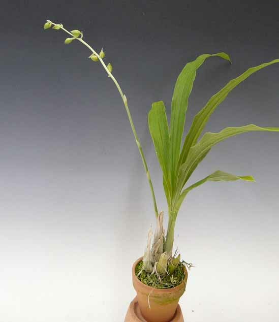 【花なし株】 カタセタム オクラセウム Ctsm.ochraceum 原種 3号鉢 40cm 開花サイズ(BS)