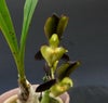 【花なし株】 カタセタム テネブロサム Ctsm.tenebrosum 原種 芳香あり 3号鉢 35cm 開花サイズ(BS)