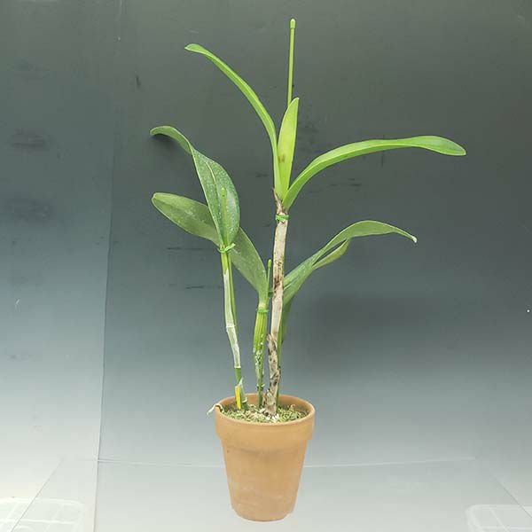 【花なし株】 カトリアンセ パシフィックミッション ‘エボリューション’ Ctt.(Lc.)Pacific Mission ‘Evolution’ SM/JOGA 交配種 4号鉢 50cm 開花サイズ(BS)