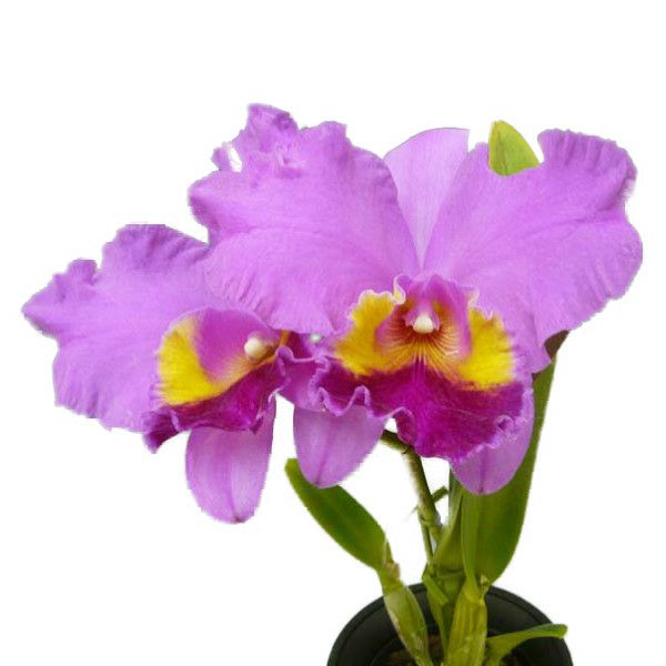 花なし株】 カトレア カリフローラ 'Z-1030C' C.Califlora 'Z-1030C