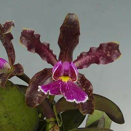 花なし株】 カトレア シレリアナ C.schilleriana 原種 芳香あり 3.5号
