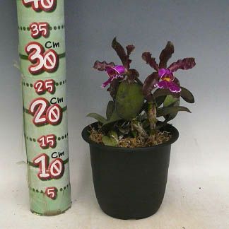 花なし株】 カトレア シレリアナ C.schilleriana 原種 芳香あり 3.5号