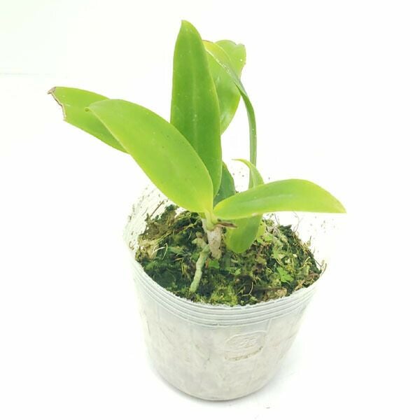 花なし株】 カトレア ドーマニアナ C.dormaniana ('Kiyosato' x self