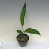 【花なし株】 ゲオドラム アテヌアタム Gdm.attenuatum 原種 3号鉢 25cm 開花サイズ(BS)