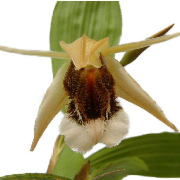 洋蘭 洋ラン 原種 セロジネ Coel. brachyptera 開花良株 セロジネ類 | 洋蘭.jp