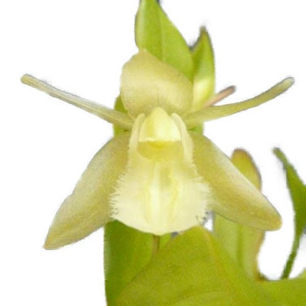 花なし株】 セロジネ ユニフローラ アルバ Coel.uniflora var. alba