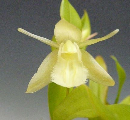 花なし株】 セロジネ ユニフローラ アルバ Coel.uniflora var. alba