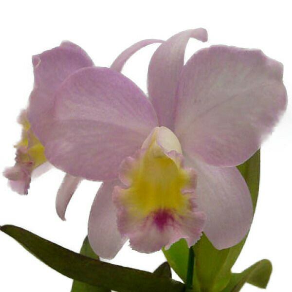 花なし株】 カトリアンセ フェアリーランド 'アン' Ctt.(Sc.)Fairyland