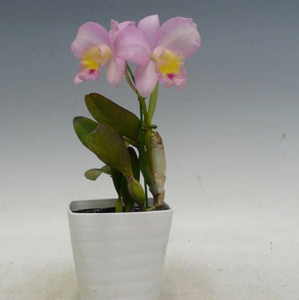 花なし株】 カトリアンセ フェアリーランド 'アン' Ctt.(Sc.)Fairyland