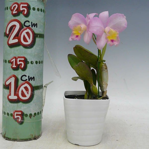 花なし株】 カトリアンセ フェアリーランド 'アン' Ctt.(Sc.)Fairyland