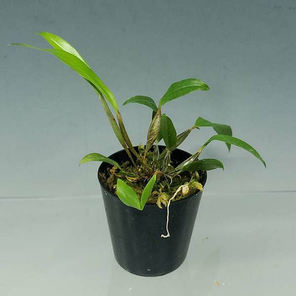 【花なし株】 デンドロビューム テトラゴナム アルベッセンス Den.tetragonum var. albescens 原種 芳香あり 2.5号鉢 15cm 開花サイズ(BS)