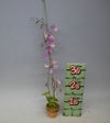 【花なし株】 デンドロビューム ピーラルディー ‘ハダノピンク’ Den.pieraldii ‘Hadano Pink’ 3号鉢 30cm 開花サイズ(BS)