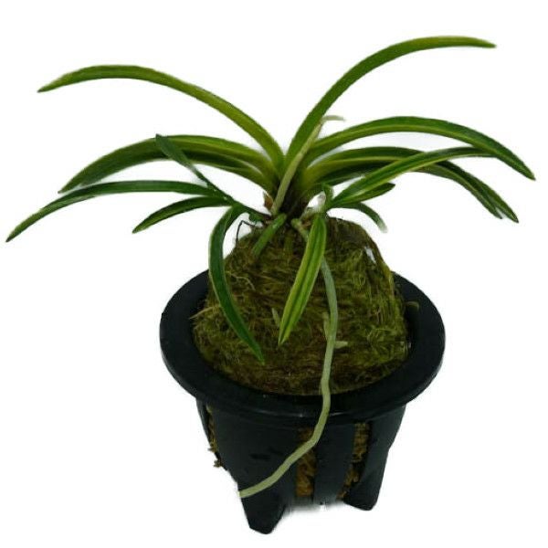 花なし株】 デンドロビューム シルシフローラム Den.thyrsiflorum 原種