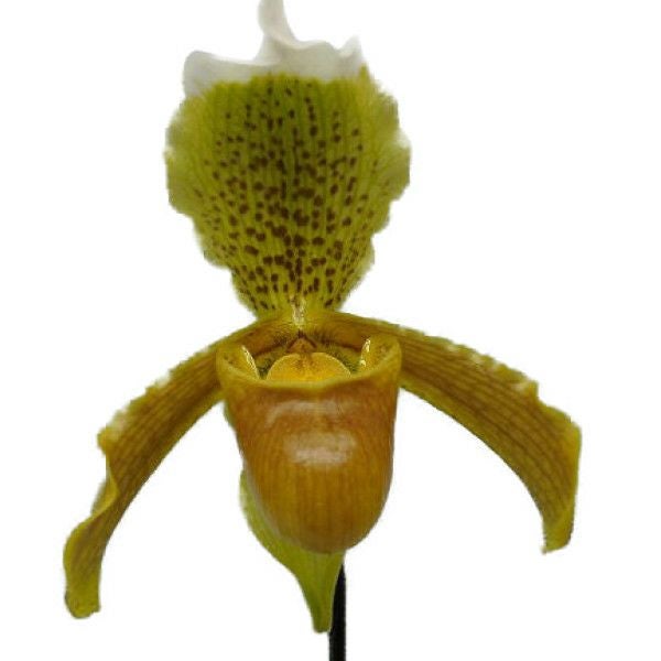 花なし株】 パフィオペディラム インシグネ Paph.insigne 原種 3号鉢