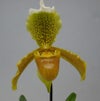 【花なし株】 パフィオペディラム インシグネ Paph.insigne 原種 3号鉢 25cm 開花サイズ(BS)