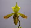 【花なし株】 パフィオペディラム ビレンス Paph.virens 原種 3号鉢 25cm 開花サイズ(BS)