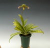 【花なし株】 パフィオペディラム ビレンス Paph.virens 原種 3号鉢 25cm 開花サイズ(BS)
