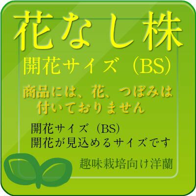 【花なし株】 パフィオペディラム ブルーノ ‘モデル’ Paph.Bruno ‘Model’ AM/AOS(85) 交配種 4号鉢 25cm 開花サイズ(BS)