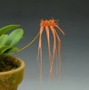 【花なし株】 バルボフィラム チンガバリアナム Bulb.tingabarinum 原種 3号鉢 15cm 開花サイズ(BS)