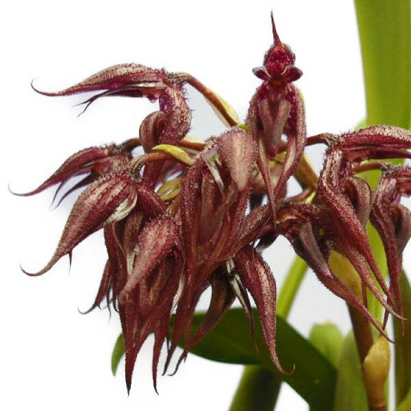 【花なし株】 バルボフィラム ラシアンサム Bulb.lathianthum 大株 原種 芳香あり 6号鉢 30cm 開花サイズ(BS)