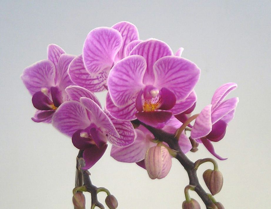 花なし株】 ファレノプシス ソーゴビビアン 'マイビビアン' Phal.Sogo