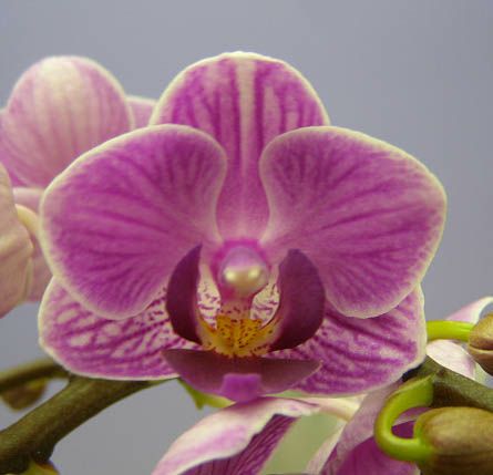 花なし株】 ファレノプシス ソーゴビビアン 'マイビビアン' Phal.Sogo