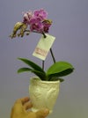 【花なし株】 ファレノプシス ソーゴビビアン ‘マイビビアン’ Phal.Sogo Vivien ‘My Vivien’ 交配種 3号鉢 20cm 開花サイズ(BS)