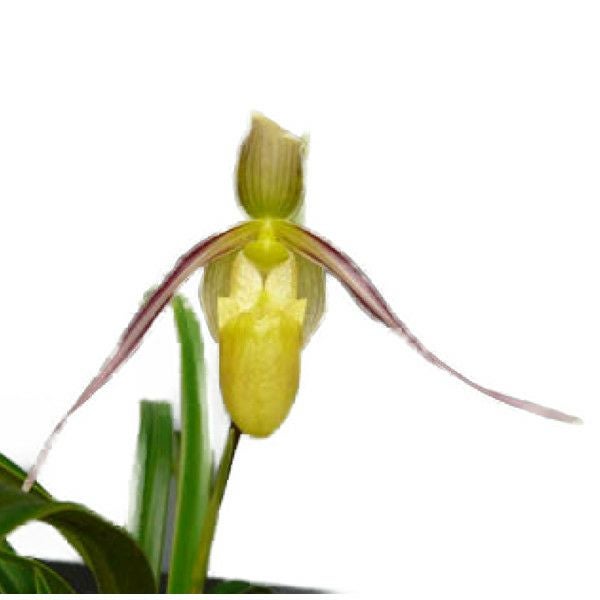 花なし株】 デンドロビューム マローンスター 'カバリエール' Den