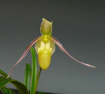 花なし株】 フラグミペディウム ハートウェギー Phrag.hartwegii 原種