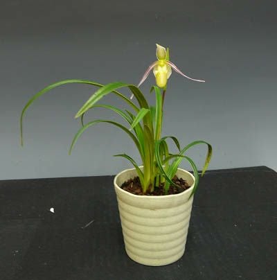 花なし株】 フラグミペディウム ハートウェギー Phrag.hartwegii 原種